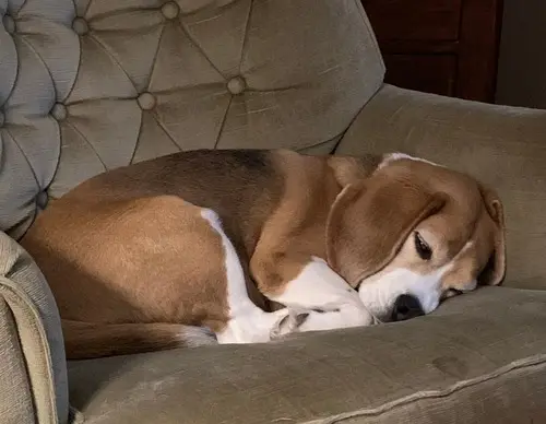 Grateful Goodbye Pets 